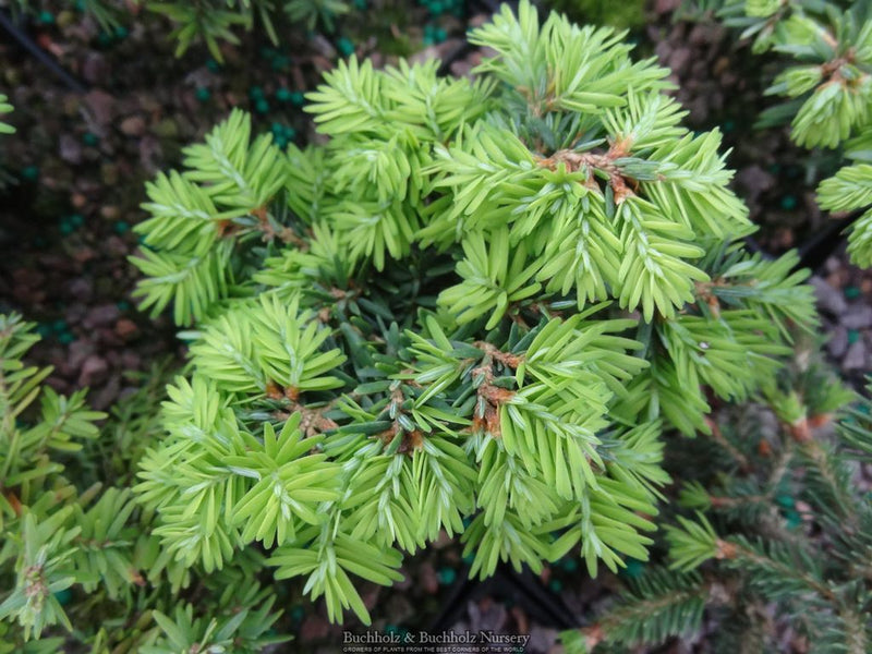 Tsuga canadensis 'Greenwood Lake' Dwarf Canadian Hemlock