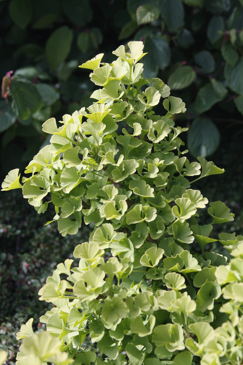 Ginkgo biloba 'Mariken' Dwarf Ginkgo Tree
