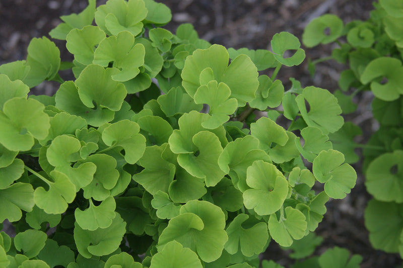 Ginkgo biloba 'Mariken' Dwarf Ginkgo Tree
