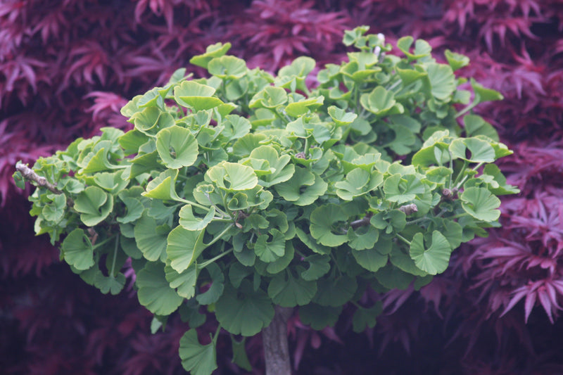 Ginkgo biloba 'Mariken' Dwarf Ginkgo Tree