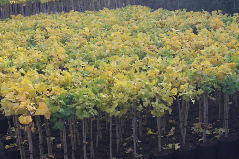 Ginkgo biloba 'Mariken' Dwarf Ginkgo Tree