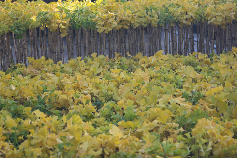 Ginkgo biloba 'Mariken' Dwarf Ginkgo Tree