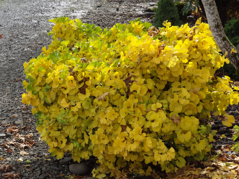 Ginkgo biloba 'Mariken' Dwarf Ginkgo Tree