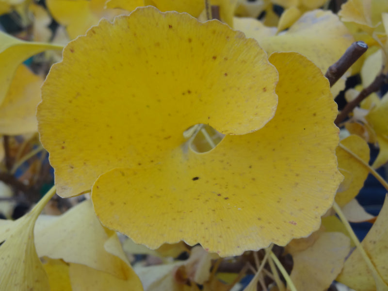 Ginkgo biloba 'Mariken' Dwarf Ginkgo Tree