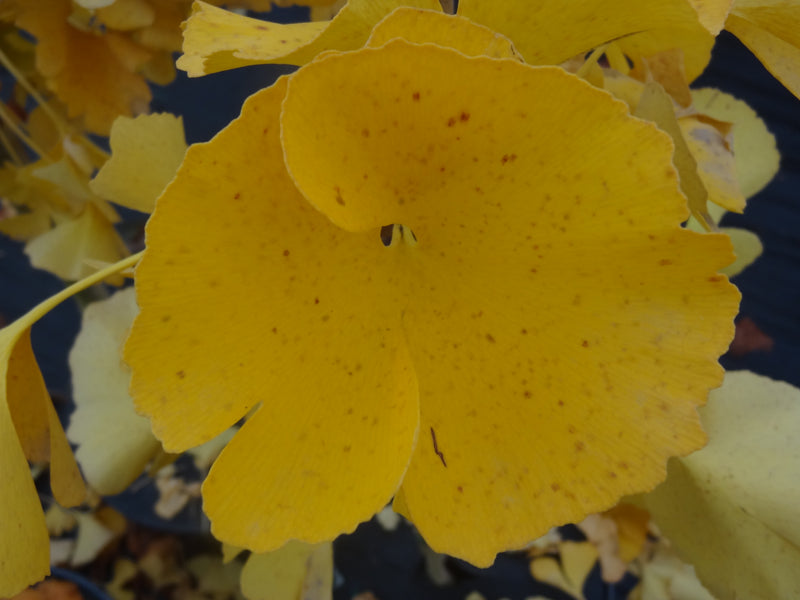 Ginkgo biloba 'Mariken' Dwarf Ginkgo Tree