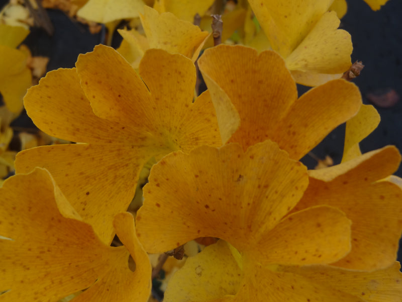 Ginkgo biloba 'Mariken' Dwarf Ginkgo Tree