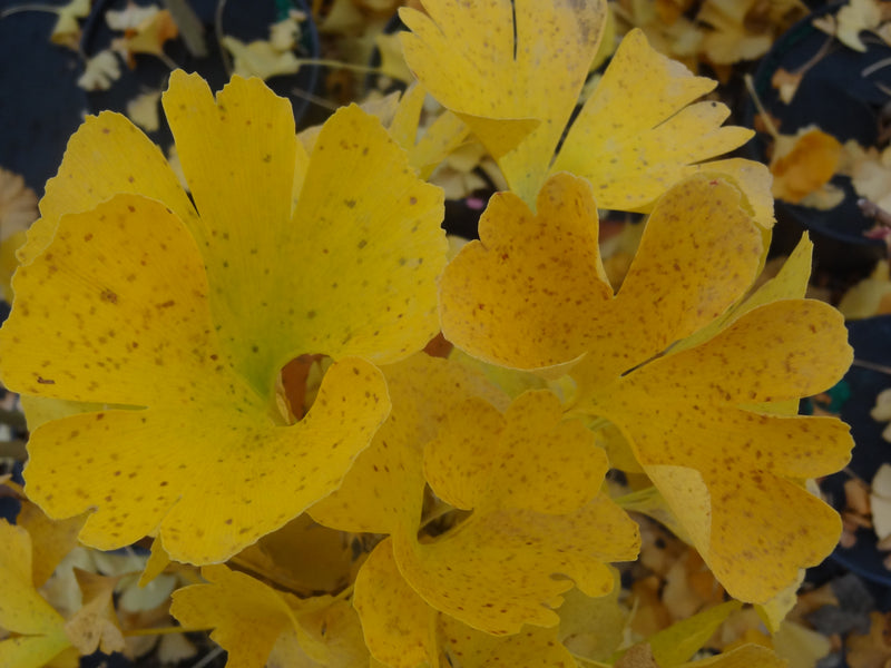 Ginkgo biloba 'Mariken' Dwarf Ginkgo Tree