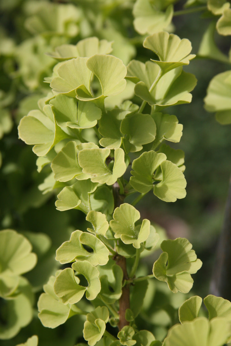 Ginkgo biloba 'Mariken' Dwarf Ginkgo Tree