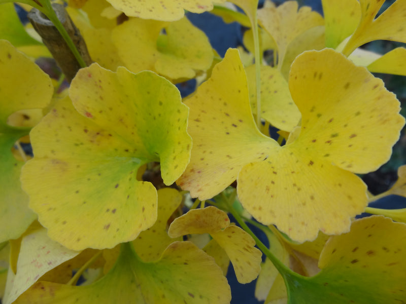 Ginkgo biloba 'Mariken' Dwarf Ginkgo Tree