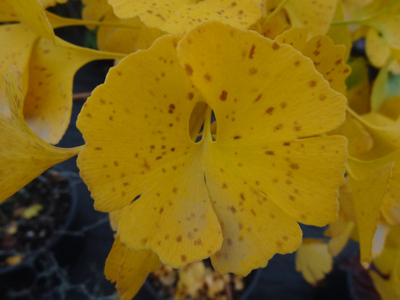 Ginkgo biloba 'Mariken' Dwarf Ginkgo Tree