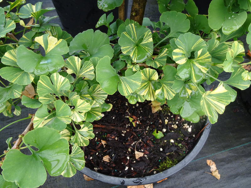 Ginkgo biloba 'Mariken' Dwarf Ginkgo Tree