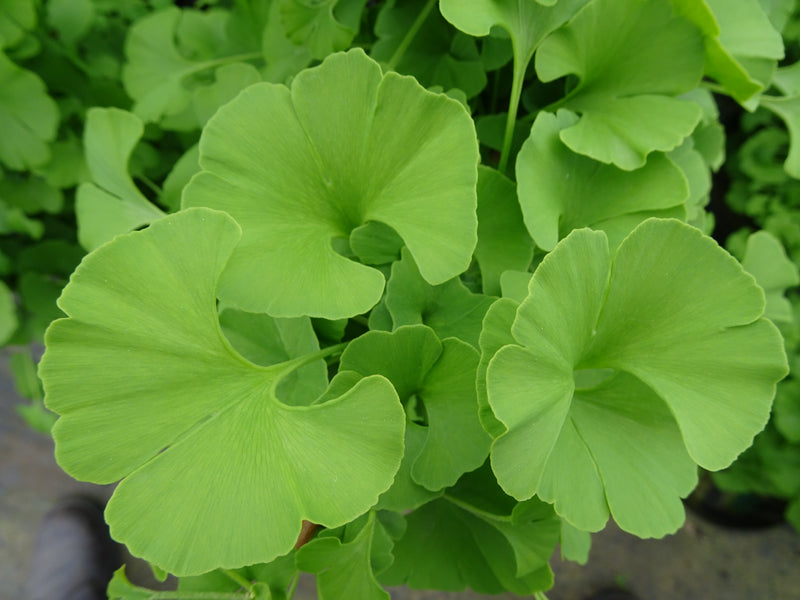 Ginkgo biloba 'Mariken' Dwarf Ginkgo Tree