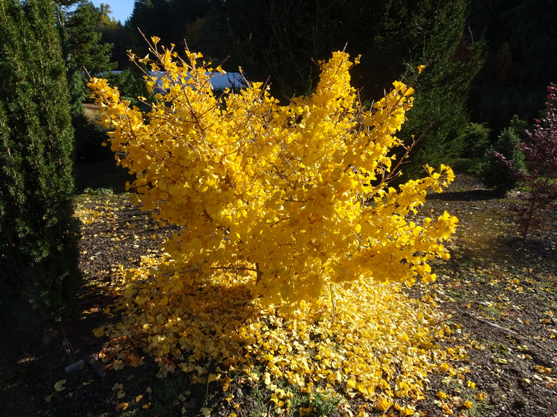 Ginkgo biloba 'Mariken' Dwarf Ginkgo Tree
