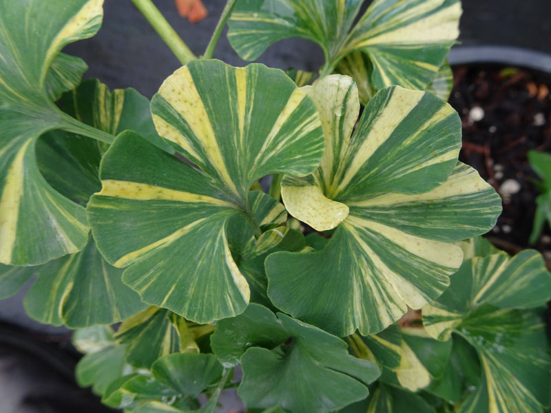 Ginkgo biloba 'Mariken' Dwarf Ginkgo Tree