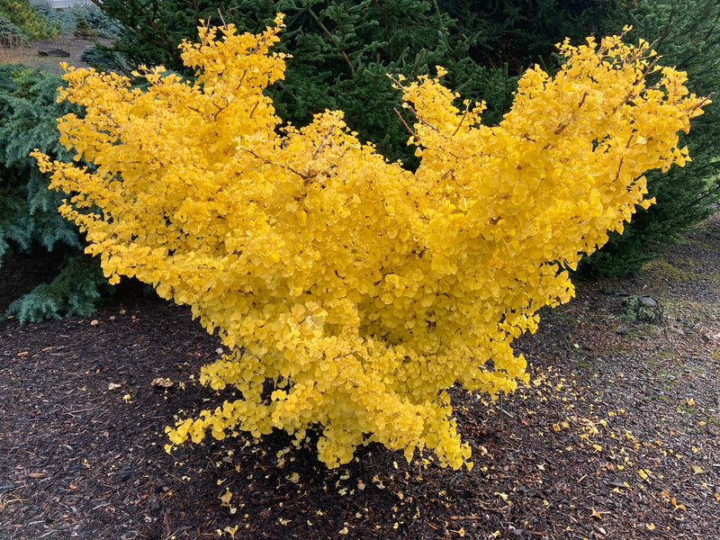 Ginkgo biloba 'Mariken' Dwarf Ginkgo Tree
