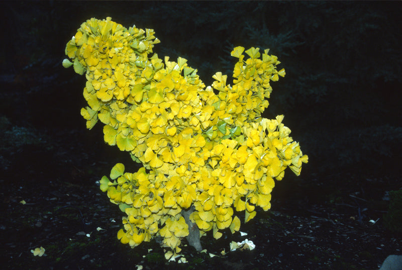 Ginkgo biloba 'Mariken' Dwarf Ginkgo Tree