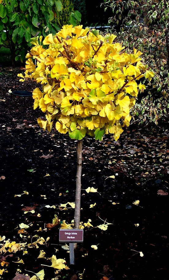 Ginkgo biloba 'Mariken' Dwarf Ginkgo Tree