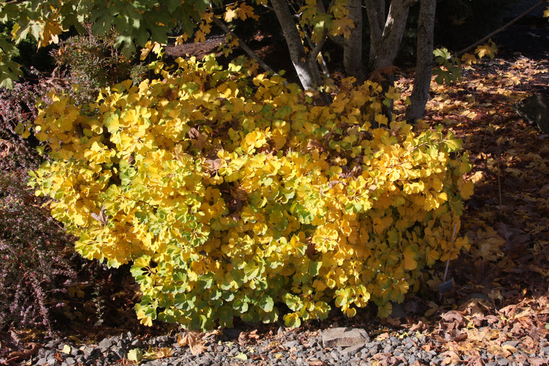 Ginkgo biloba 'Mariken' Dwarf Ginkgo Tree