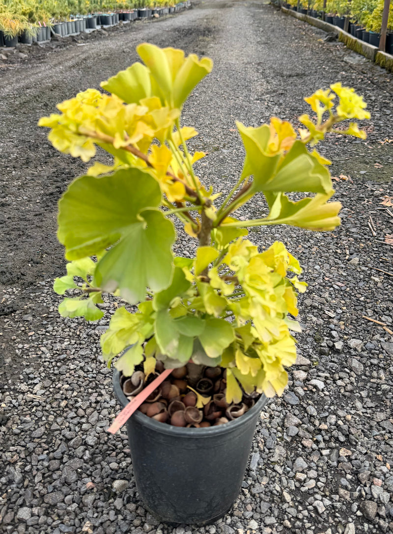 Ginkgo biloba 'Mariken' Dwarf Ginkgo Tree