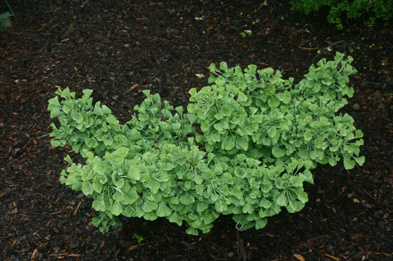 Ginkgo biloba 'Witch's Broom' WB Dwarf Ginkgo Tree