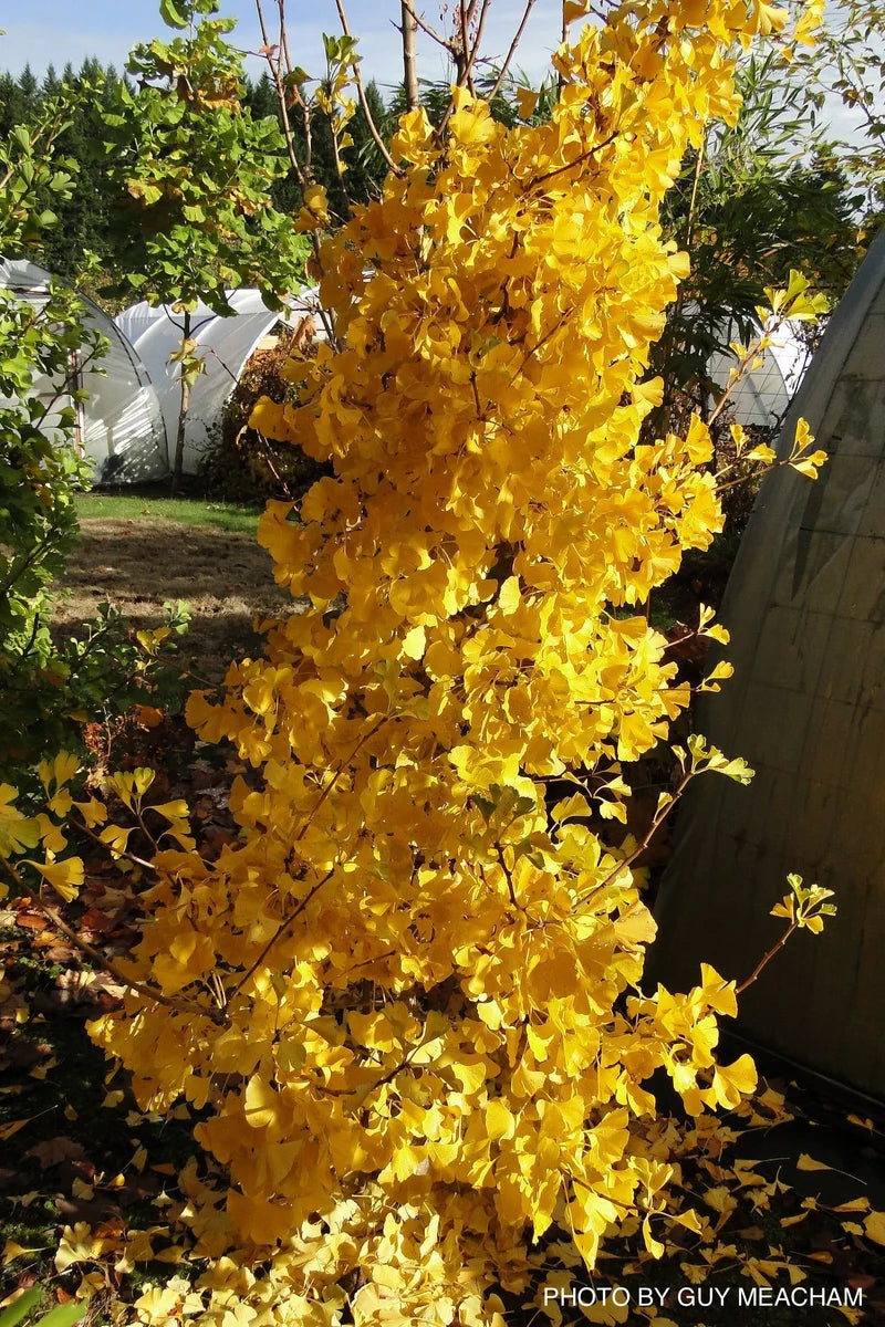Ginkgo biloba 'Witch's Broom' WB Dwarf Ginkgo Tree