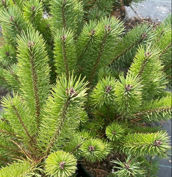 Pinus sylvestris 'Glauca Nana' Dwarf Blue Scot's Pine
