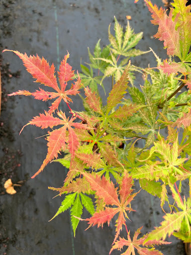 Acer palmatum 'Grandma Ghost' Japanese Maple