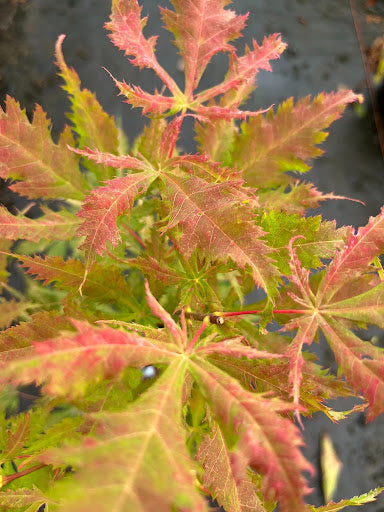 Acer palmatum 'Grandma Ghost' Japanese Maple