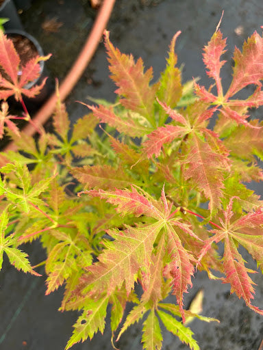 Acer palmatum 'Grandma Ghost' Japanese Maple