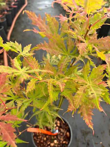 Acer palmatum 'Grandma Ghost' Japanese Maple