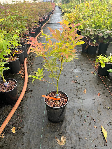 Acer palmatum 'Grandma Ghost' Japanese Maple