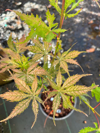 Acer palmatum 'Grandma Ghost' Japanese Maple