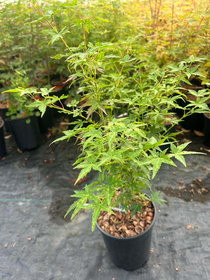 Acer palmatum 'Starry Skies' Japanese Maple