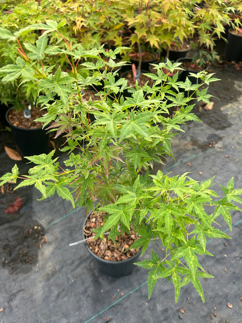 Acer palmatum 'Starry Skies' Japanese Maple