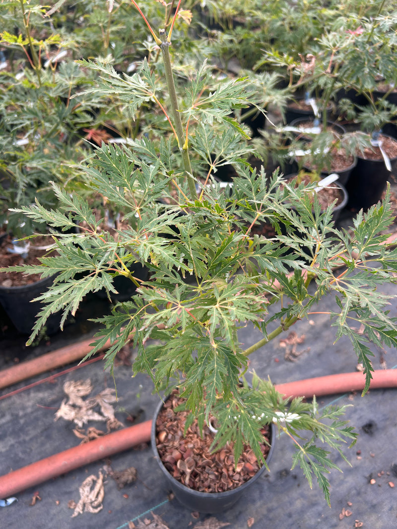 Acer palmatum 'Asayake' Dwarf Japanese Maple