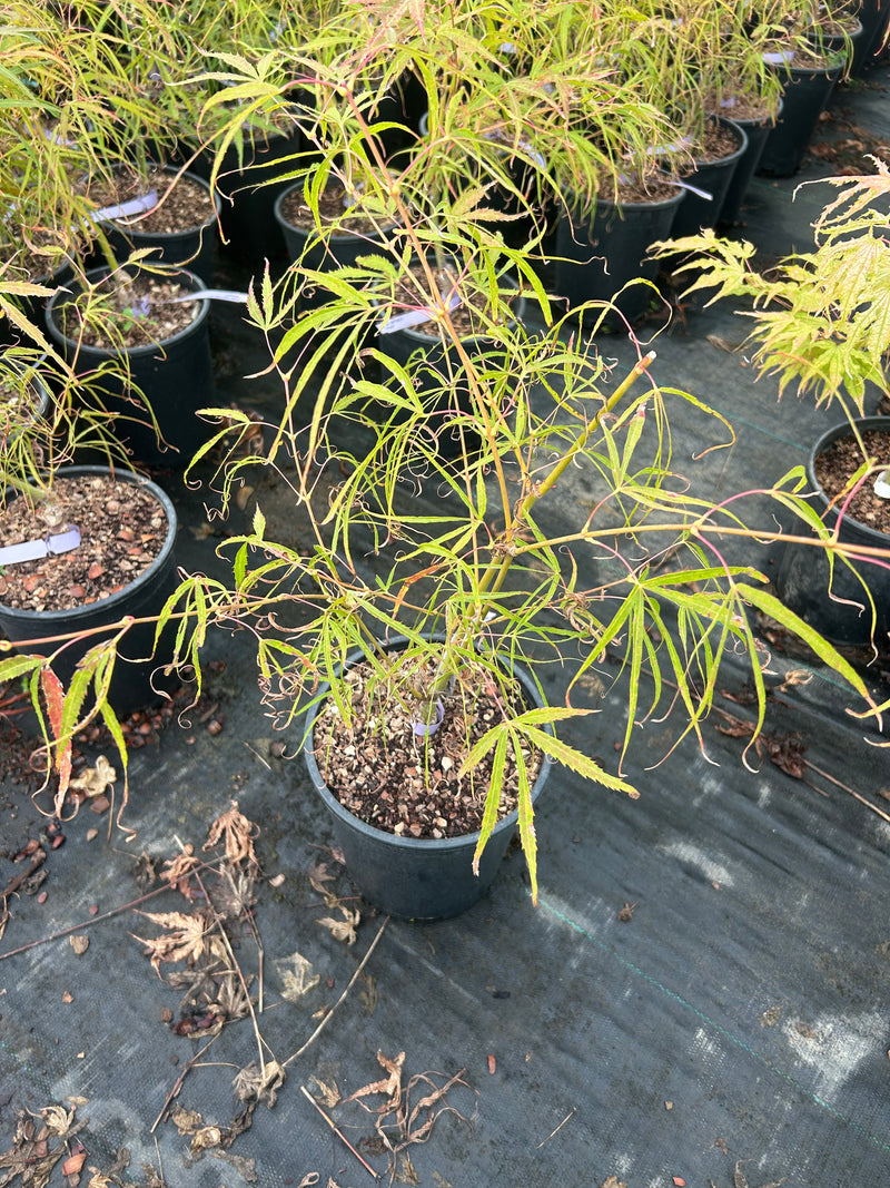 Acer palmatum 'Kinshi' Japanese Maple