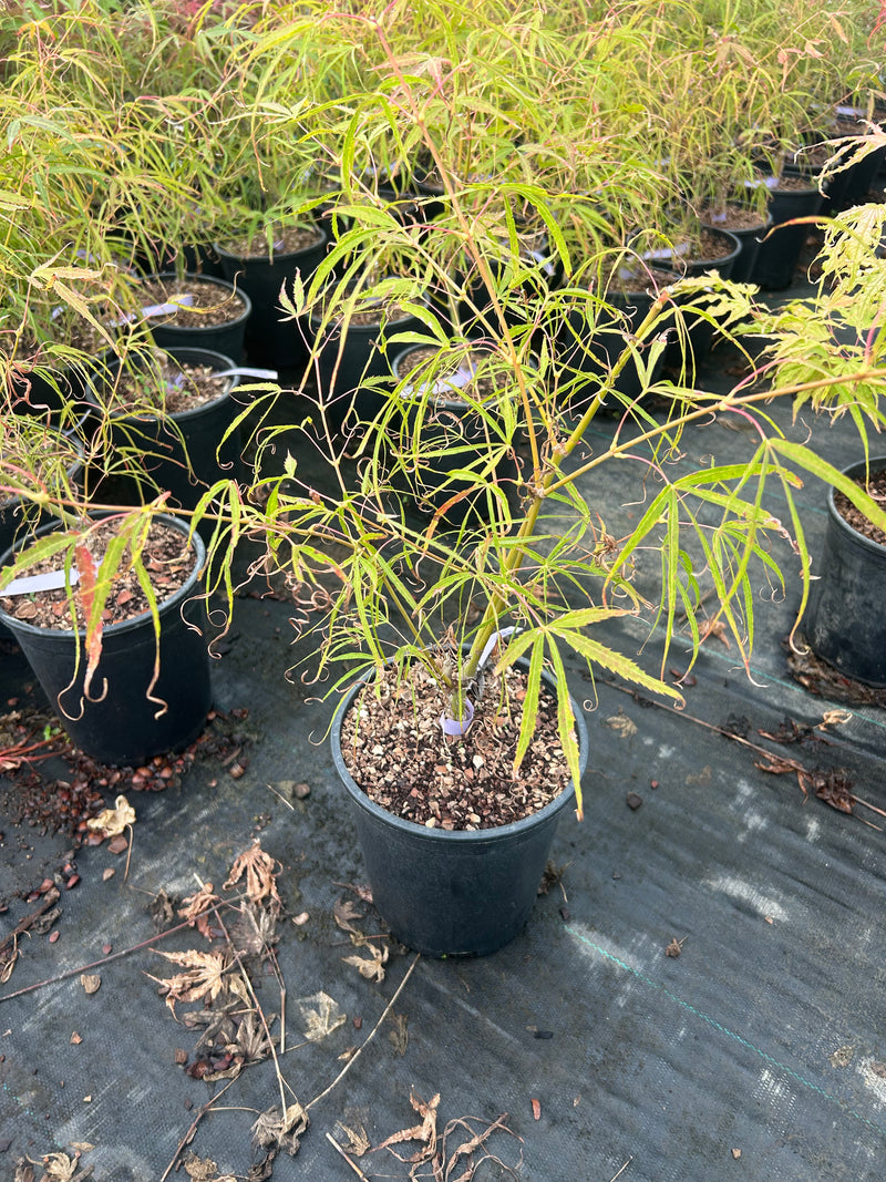 Acer palmatum 'Kinshi' Japanese Maple