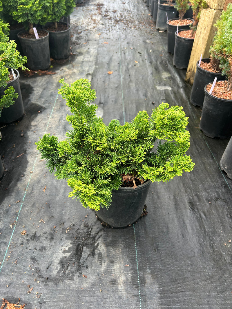 Chamaecyparis obtusa 'Dainty Doll' Hinoki Cypress