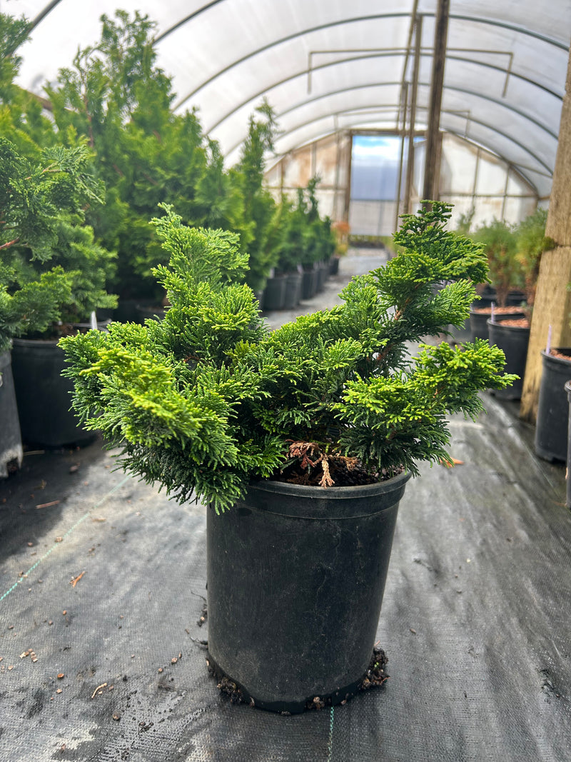Chamaecyparis obtusa 'Dainty Doll' Hinoki Cypress