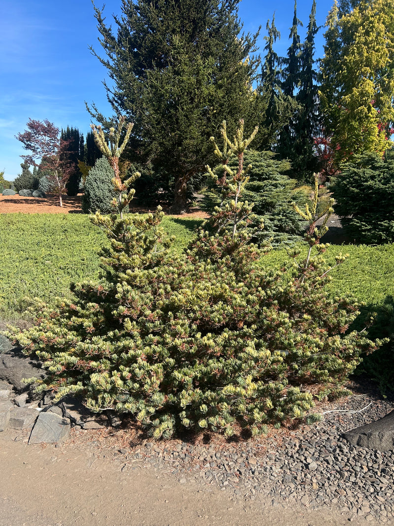 Pinus parviflora 'Golden Samurai' Japanese White Pine