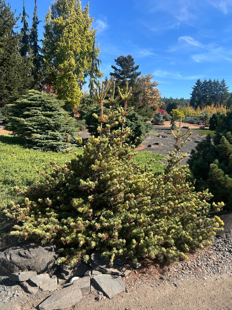 Pinus parviflora 'Golden Samurai' Japanese White Pine