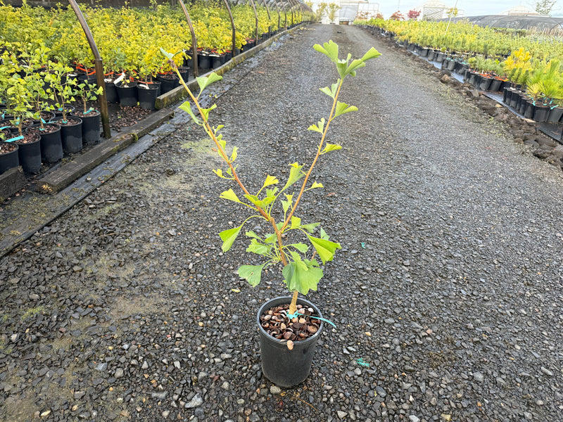 Ginkgo biloba 'Princeton Gold' Ginkgo Tree