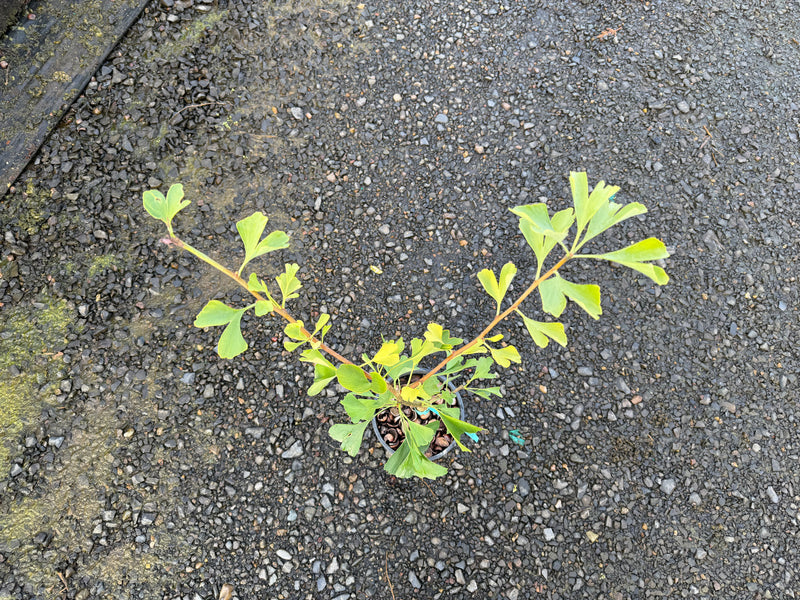Ginkgo biloba 'Princeton Gold' Ginkgo Tree