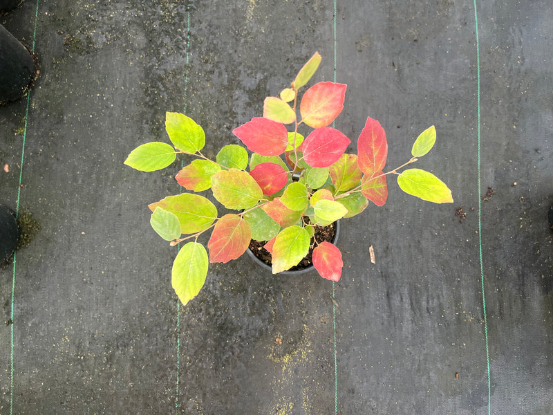 Fothergilla xintermedia 'Blue Mist' Blue Fothergilla