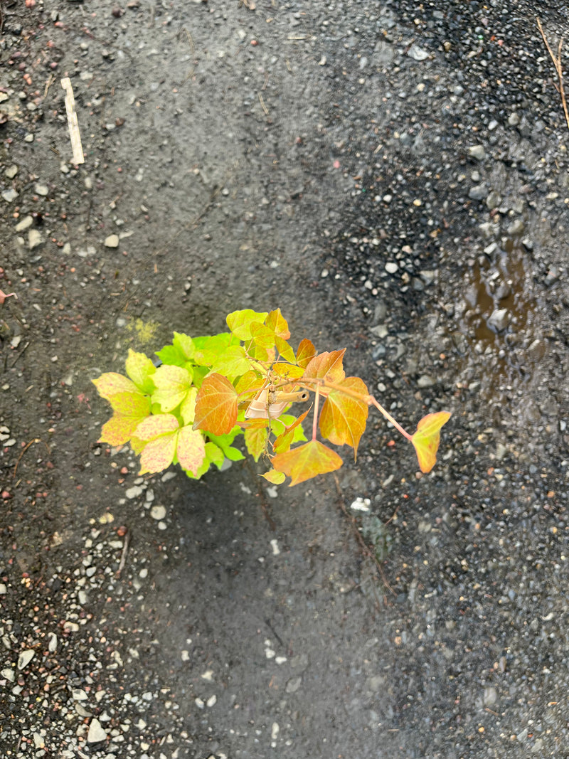 Parthenocissus tricuspidata 'Fenway Park' Golden Boston Ivy