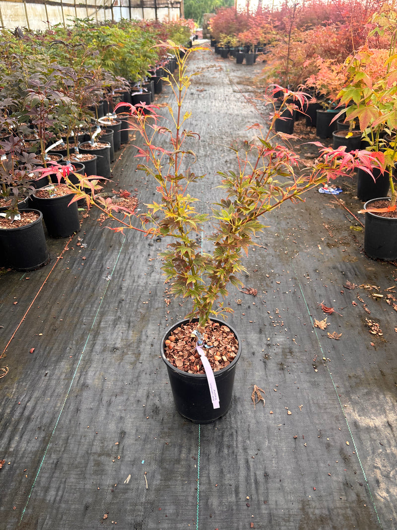 Acer palmatum 'Aratama' Dwarf Japanese Maple