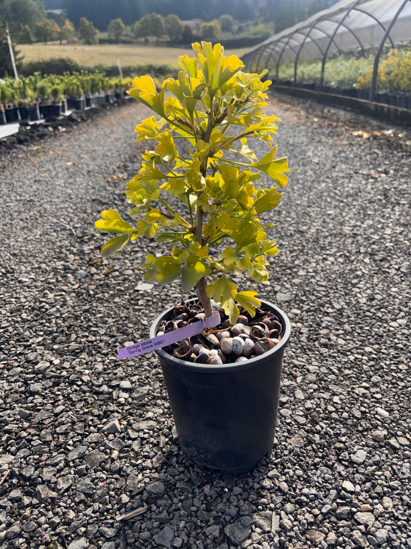Ginkgo biloba 'Spring Grove' Dwarf Ginkgo Tree