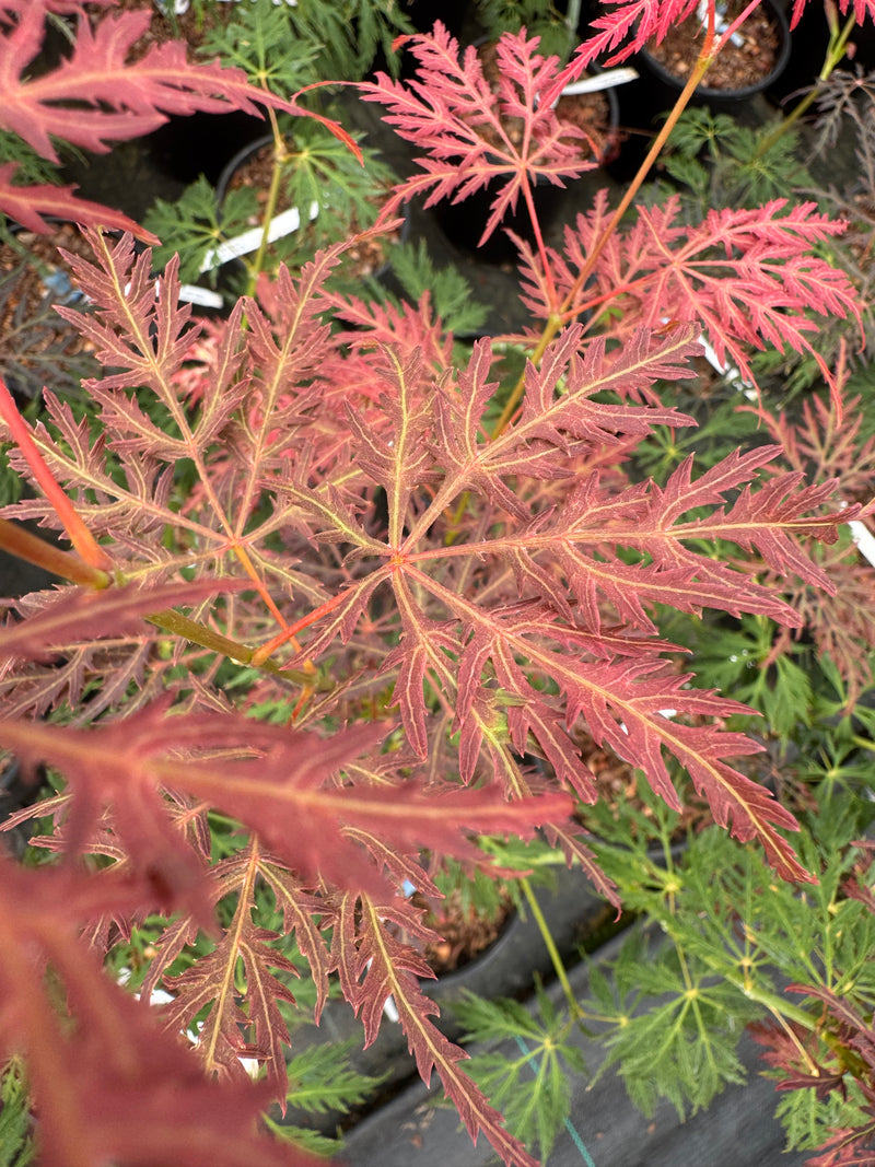 Acer palmatum 'Humpty Dumpty' Japanese Maple