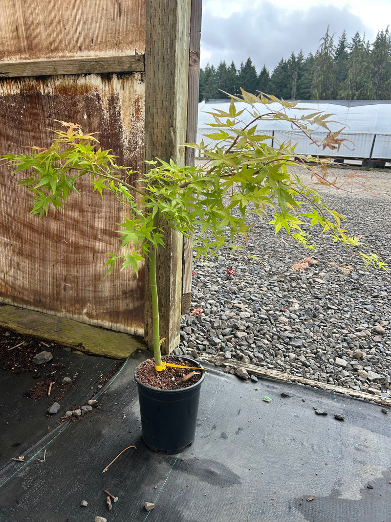 Acer palmatum 'Golden Falls' Weeping Golden Japanese Maple