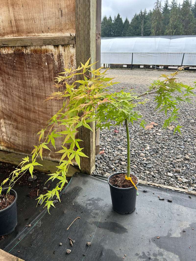 Acer palmatum 'Golden Falls' Weeping Golden Japanese Maple